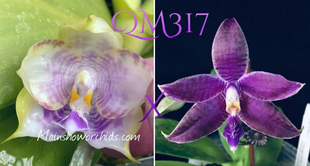 Phalaenopsis Mituo Purple Dragon 'Blue Round' x KS Blue Ludde 1607 'Super#1'