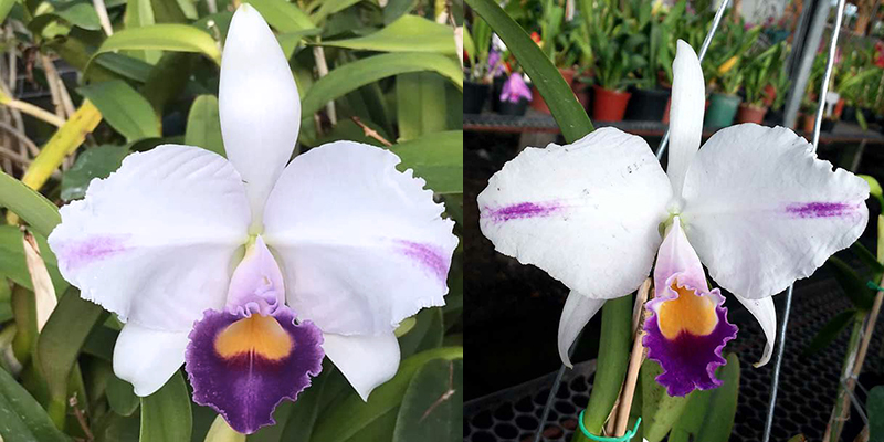 Cattleya trianae coerulea 'Azul' x 'Pepita'