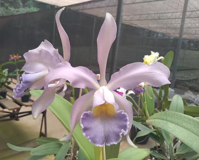 Cattleya gaskelliana coerulea x schilleriana coerulea