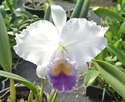 Cattleya trianae coerulea 'III' x 'V'