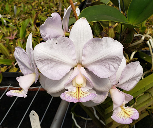 Cattleya nobilior amalie 'Lhar' x self