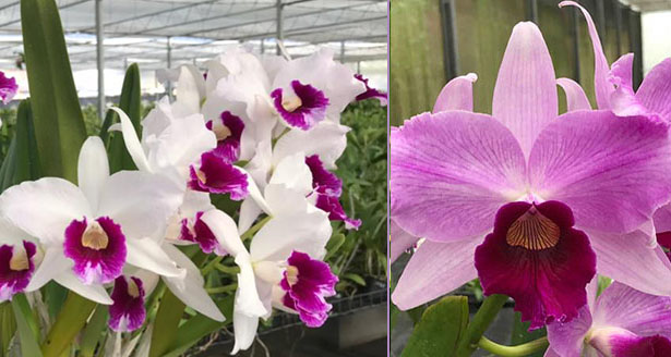 Laelia purpurata tipo '980 #1 Redonda' x 'Obra Prima'