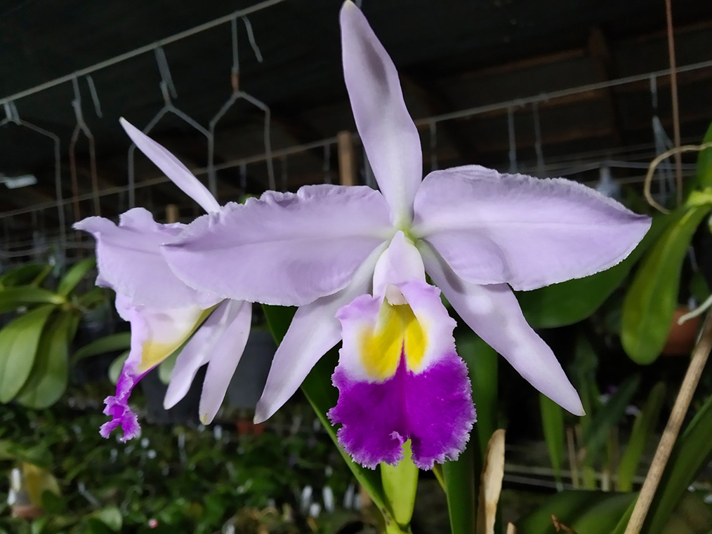 Cattleya eldorado seedling