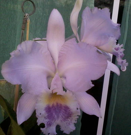 Cattleya warneri coerulea 'Renata Dihel' x self