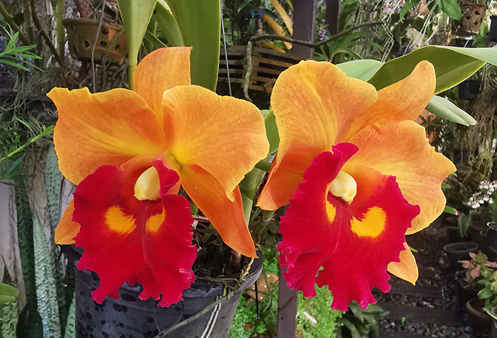 Rhyncholaeliocattleya Nakhonchaisri Delight '#2'