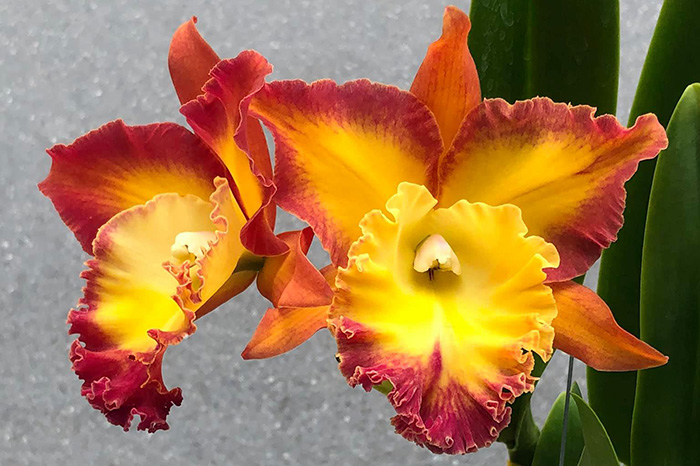 Rhyncholaeliocattleya Suvarnabhumi Magic x Chomthong Fancy