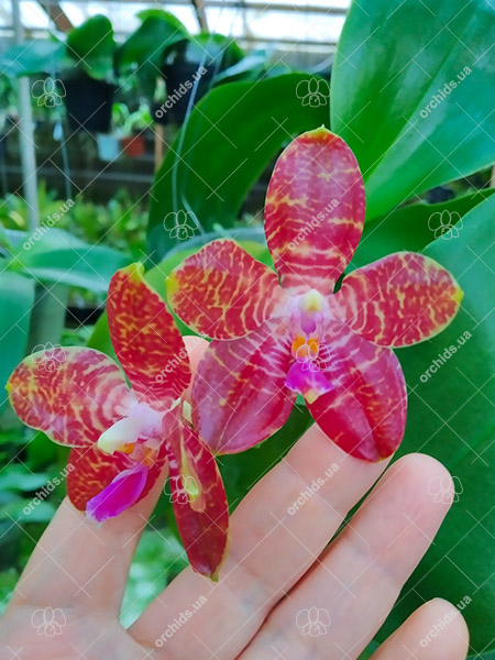 Phalaenopsis Zheng Min 'Puma'