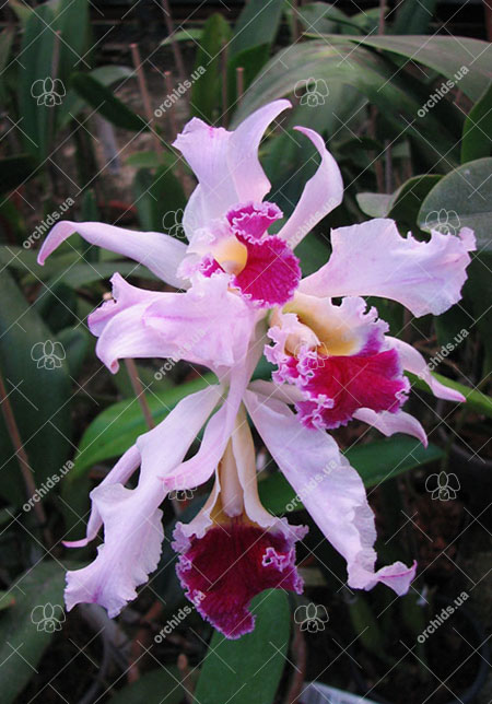 Laelia crispa x Cattleya gaskelliana