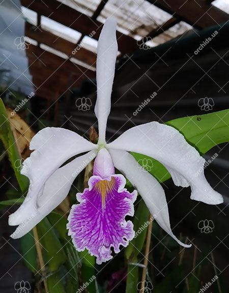 Cattleya Amazone