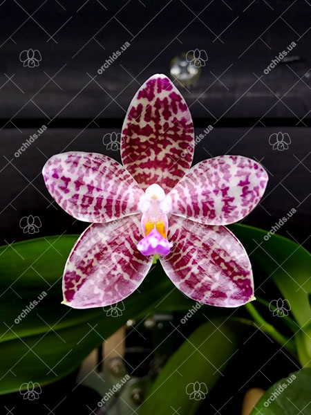 Phalaenopsis Zheng Min Diffuse x Mel's Purple Ruby