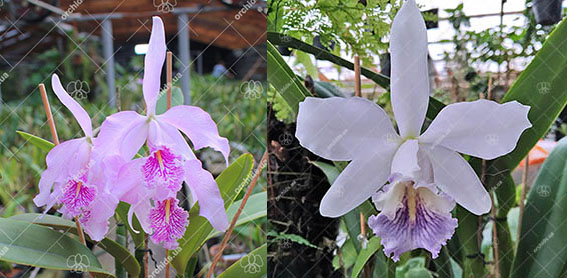 Cattleya maxima 'Ecuador' x Dominiana