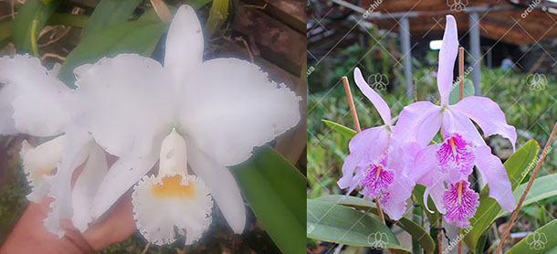 Cattleya labiata alba 'Aurora' x Cattleya maxima 'Ecuador'