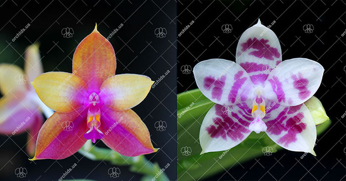 Phalaenopsis Mituo GH King Star #26 x (Zheng Min Muscadine '323' x speciosa '41-S' #1)