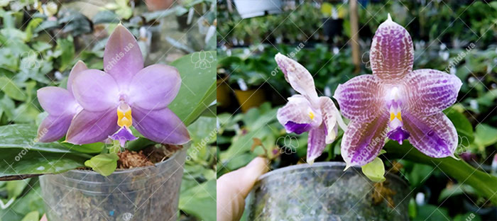 Phalaenopsis (violacea indigo x micholitzii #1) x Java Queen #10