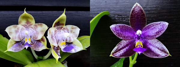 Phalaenopsis (Mituo Reflex Dragon x LD Purple 3S) #4 x (lueddemanniana coerulea x Yaphon The Hulk) #1