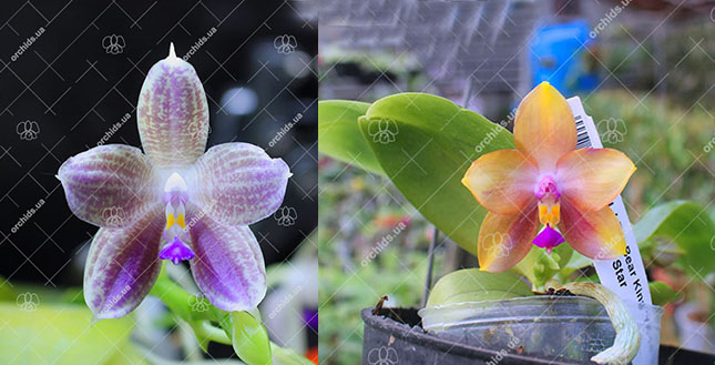 Phalaenopsis Mituo GH King Star #17 x (javanica x Ld's Bear Queen) #8