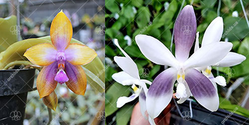 Phalaenopsis speciosa coerulea x GH King Star #16