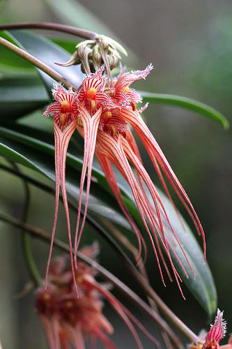 Bulbophyllum sanguineopunctatum
