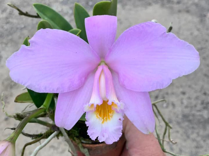 Laelia jongheana 'Hotaka' x self