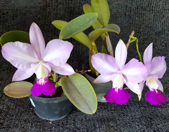 Cattleya walkeriana suave 'Priscila' x 'Tokio'