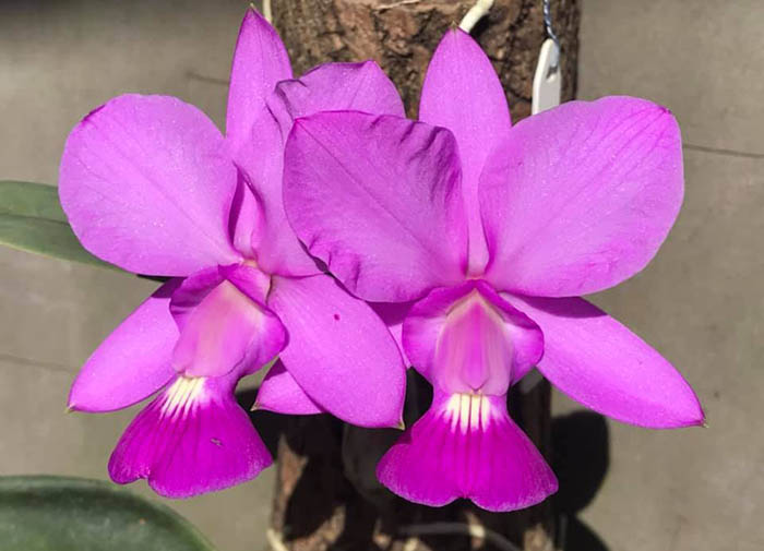 Cattleya walkeriana tipo 'Quase Igual' x 'Jose Bueno'