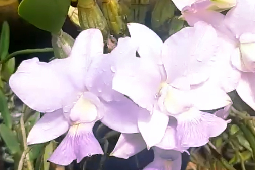 Cattleya walkeriana coerulea 'De Minas' x self