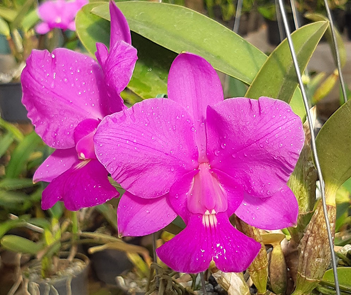 Cattleya walkeriana tipo 'Labelao' x 'Aroeira'