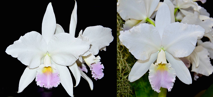 Cattleya labiata amesiana 'Gracinda de Almeida' x amesiana 'Castro'