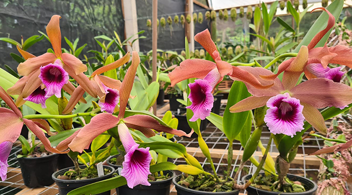 Laelia tenebrosa 'Caliman' x self