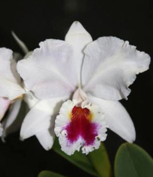 Cattleya labiata semi-alba 'Mario Arruda' x 'Garganta Escura'
