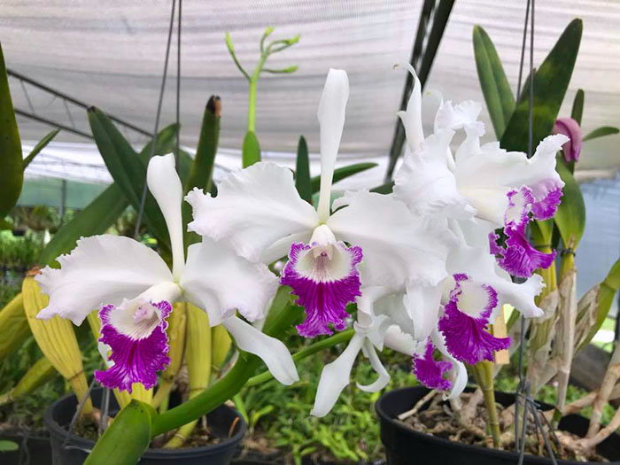 Laelia lobata semi-alba 'Maria Cristina' x self