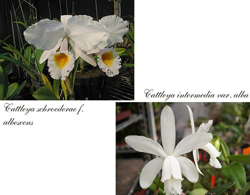 Cattleya schroederae albescens x intermedia alba