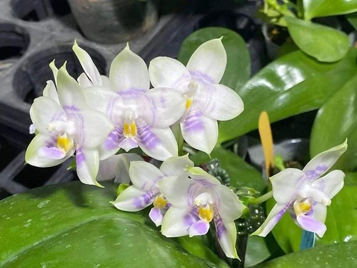 Phalaenopsis Mituo Purple Dragon 'Phalanx'