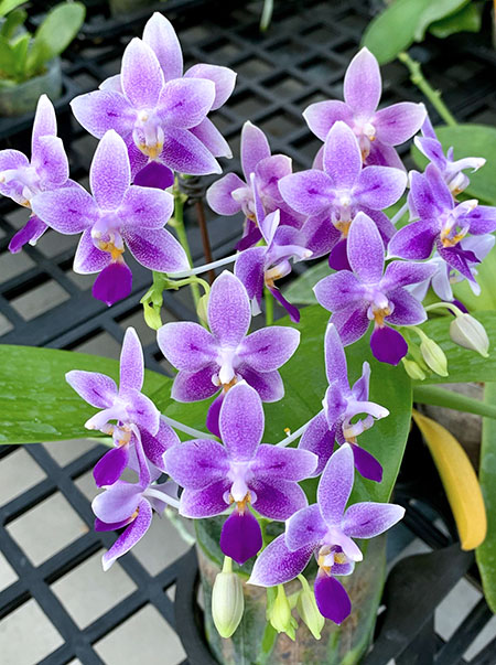 Phalaenopsis Jiaho Blueberry 'Blue Eye'