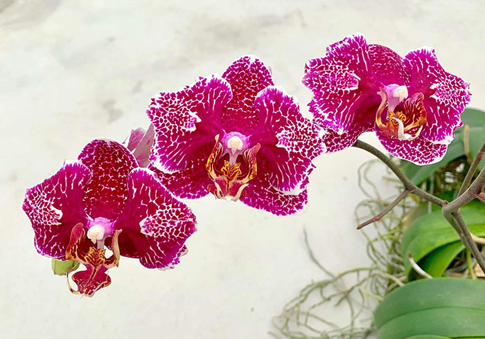 Phalaenopsis Victoria Lace