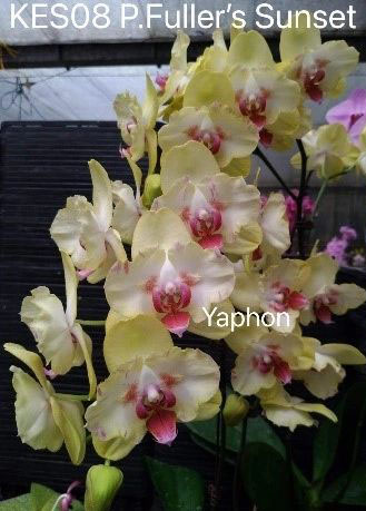 Phalaenopsis Fuller's Sunset 'KES-08'