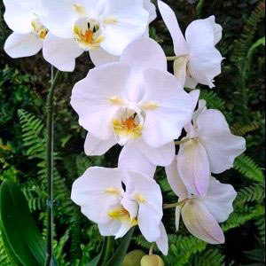 Phalaenopsis Sogo Yukidian 'ES'