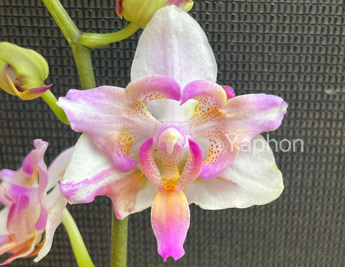 Phalaenopsis Yaphon Red Splash