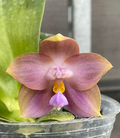 Phalaenopsis Yungho Gelblitz 'White Jade' x Samera Blue