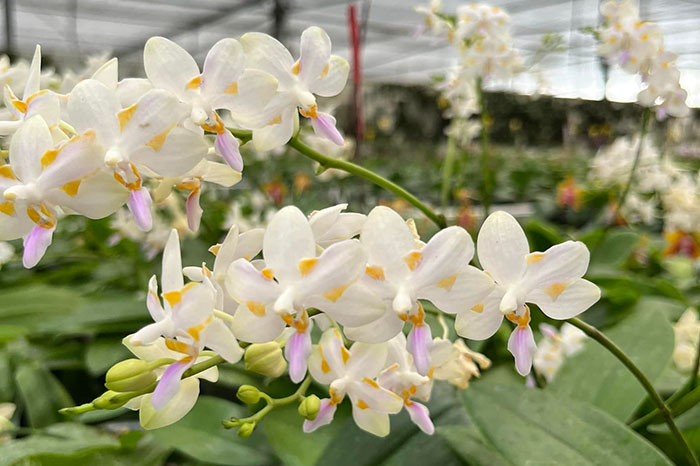 Phalaenopsis (pulcherrima x tetraspis) 'Yaphon'
