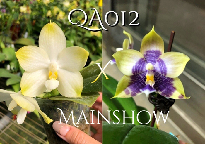Phalaenopsis (Yaphon Image x Yungho Gelblitz) 'MS' x Mituo Purple Dragon 'MS Blue'