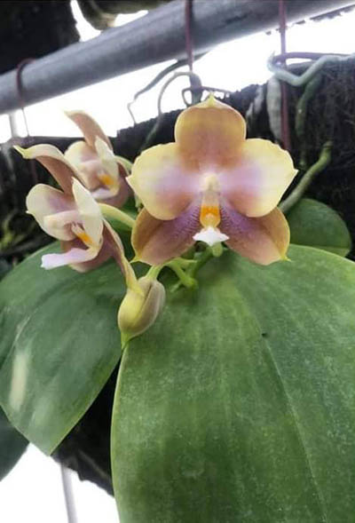 Phalaenopsis Mituo Prince x Tzu Chiang Tetralitz 'Kaleidoscope'