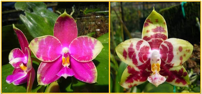 Phalaenopsis Jessie Lee x Hannover Passion