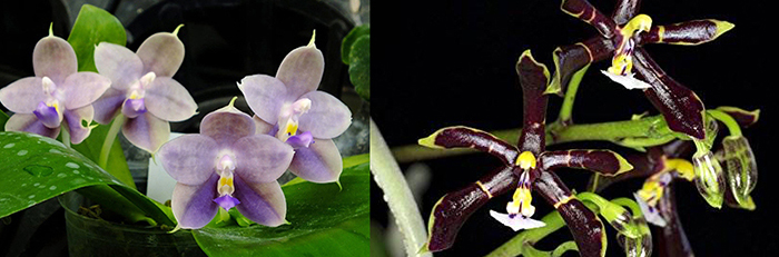 Phalaenopsis Peter Blue Diamond 'Freya's Coffee Candy' x mannii 'Black'