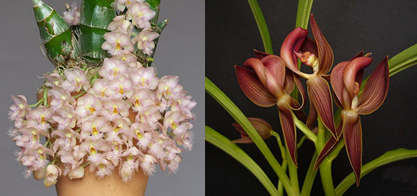 Clowesia Grace Dunn x Mormodes rolfeanum