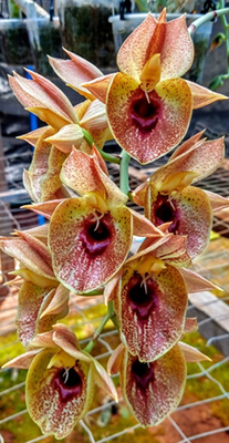 Catasetum (osculatum x Susan Fuchs)