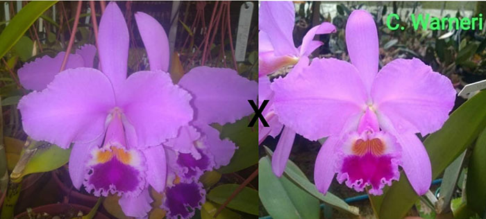 Cattleya warneri tipo #660 x Z168