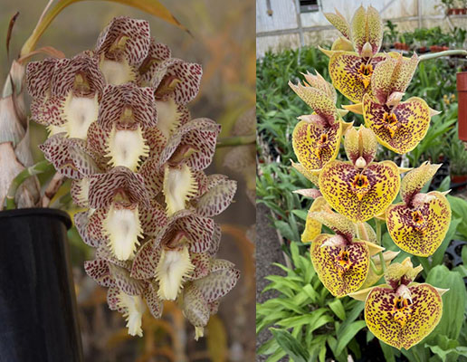Catasetum Dentigrianum 'Very Nice' xCatasetum Susan Fuchs 'Burgundy Chips' FCC/AOS