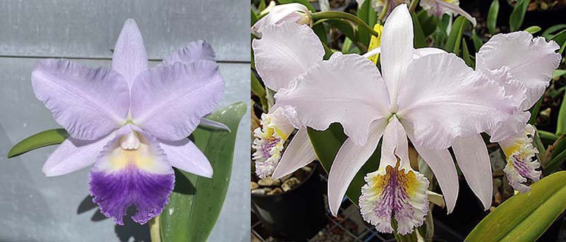 Laeliocattleya Indigo Valentine 'Indigo Valentine' x Cattleya mossiae coerulea '4N'