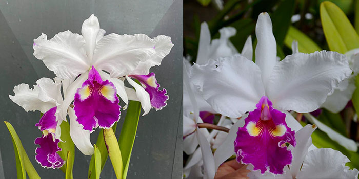Cattleya warscewiczii semi-alba 'Kathleen' x warscewiczii semi-alba 'Bedford'